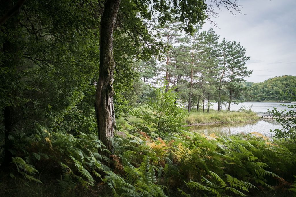 photographe mariage étangs de taysse nature
